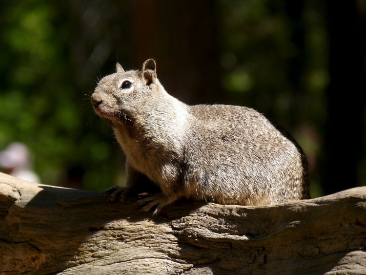 Fonds d'cran Animaux Rongeurs - Ecureuils Wallpaper N288558