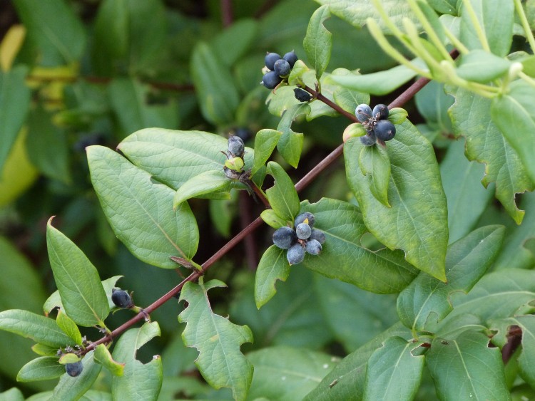 Fonds d'cran Nature Feuilles - Feuillages Fruits comestibles ?