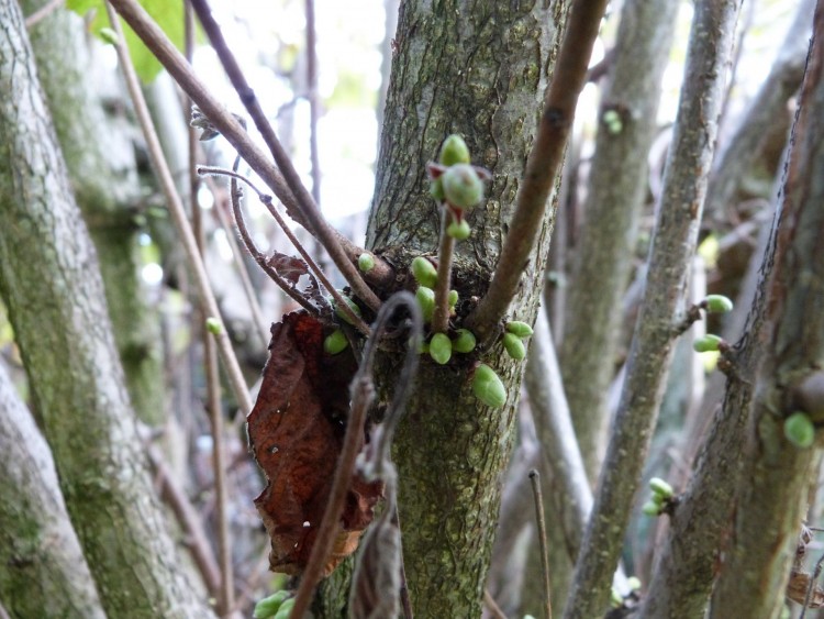 Fonds d'cran Nature Arbres - Forts Noisetier en bourgeons