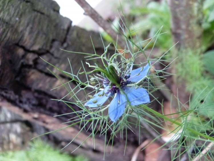 Fonds d'cran Nature Fleurs Beaut Piquante