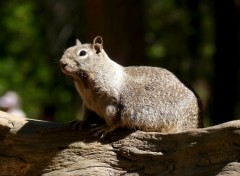 Fonds d'cran Animaux Image sans titre N288558