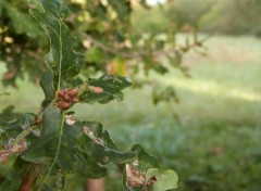 Fonds d'cran Nature Arrive de l'automne