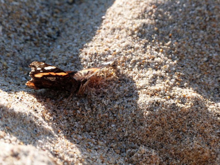 Fonds d'cran Animaux Insectes - Papillons Y'a pas que les humains qui bronzent !