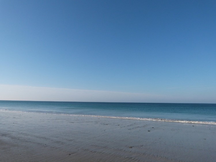 Fonds d'cran Nature Mers - Ocans - Plages Voil pourquoi la plante est Bleue