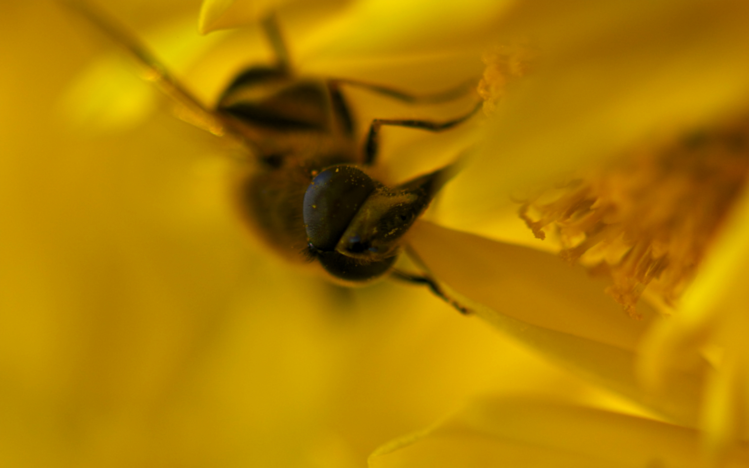 Fonds d'cran Animaux Insectes - Abeilles Gupes ... Face de gupe !