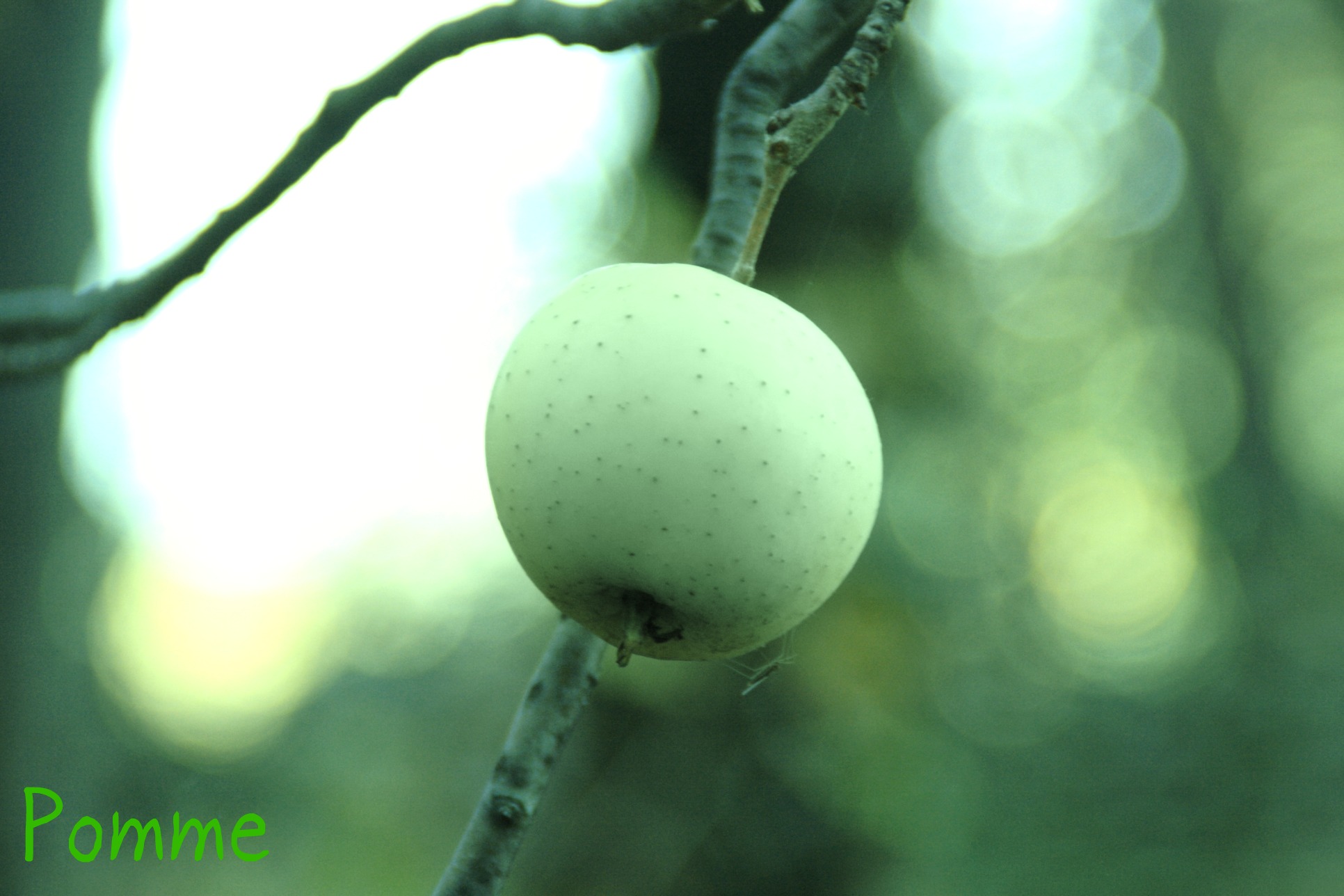 Wallpapers Nature Fruits 