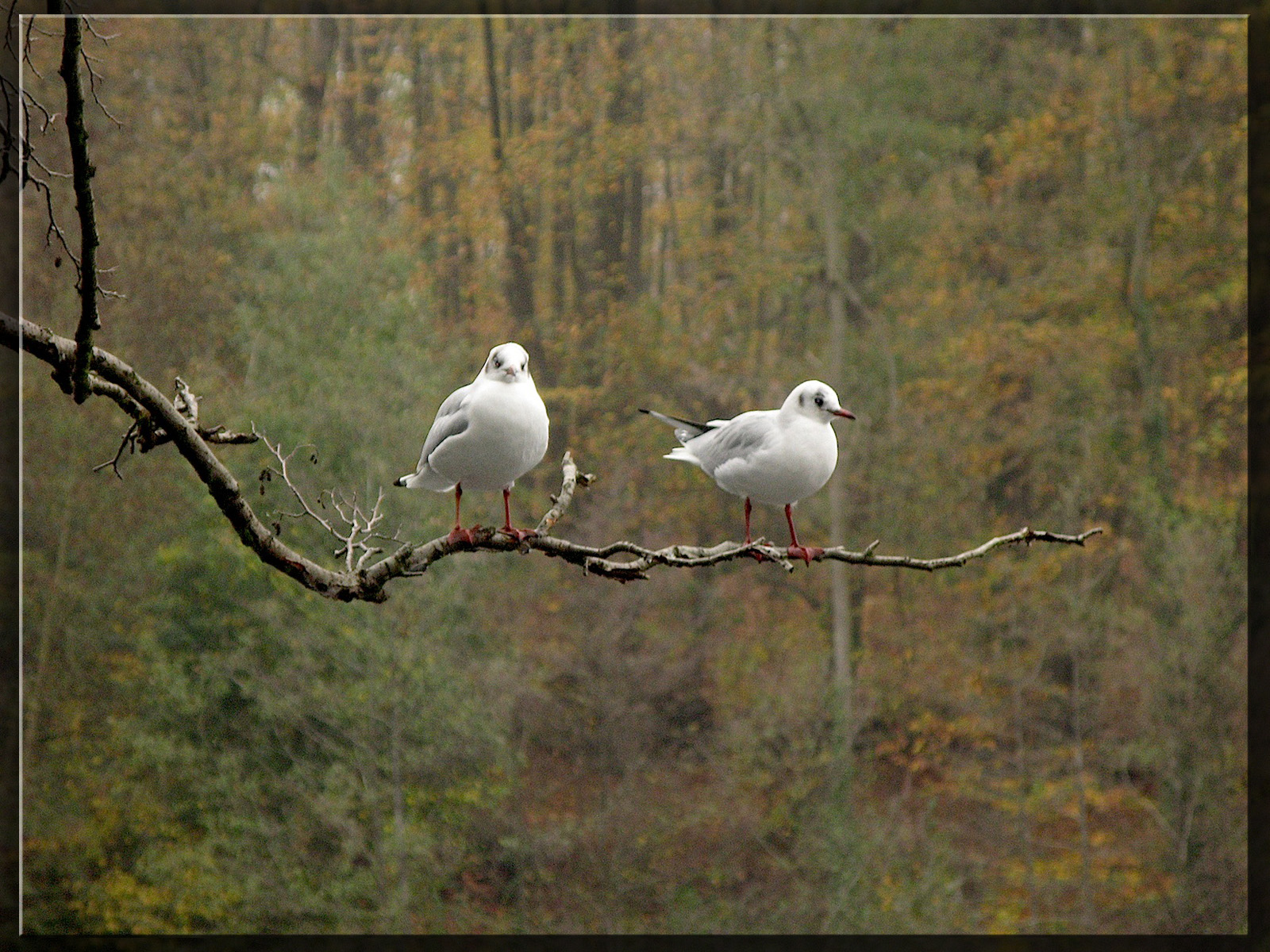 Fonds d'cran Animaux Oiseaux - Mouettes et Golands 