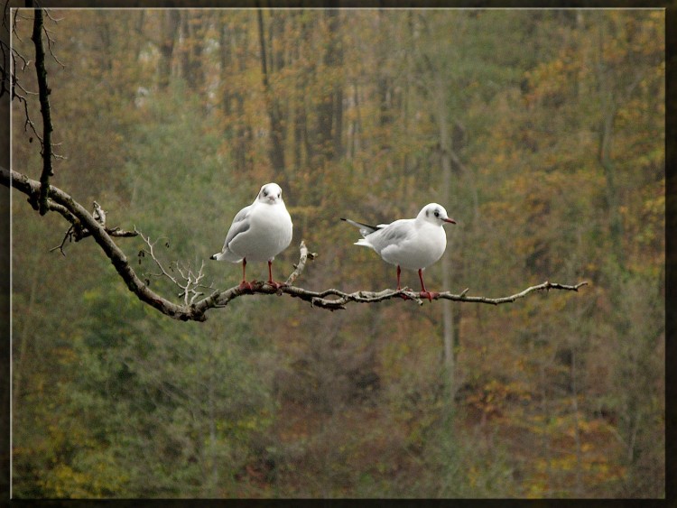 Fonds d'cran Animaux Oiseaux - Mouettes et Golands Wallpaper N288741