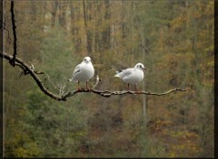 Fonds d'cran Animaux Image sans titre N288741