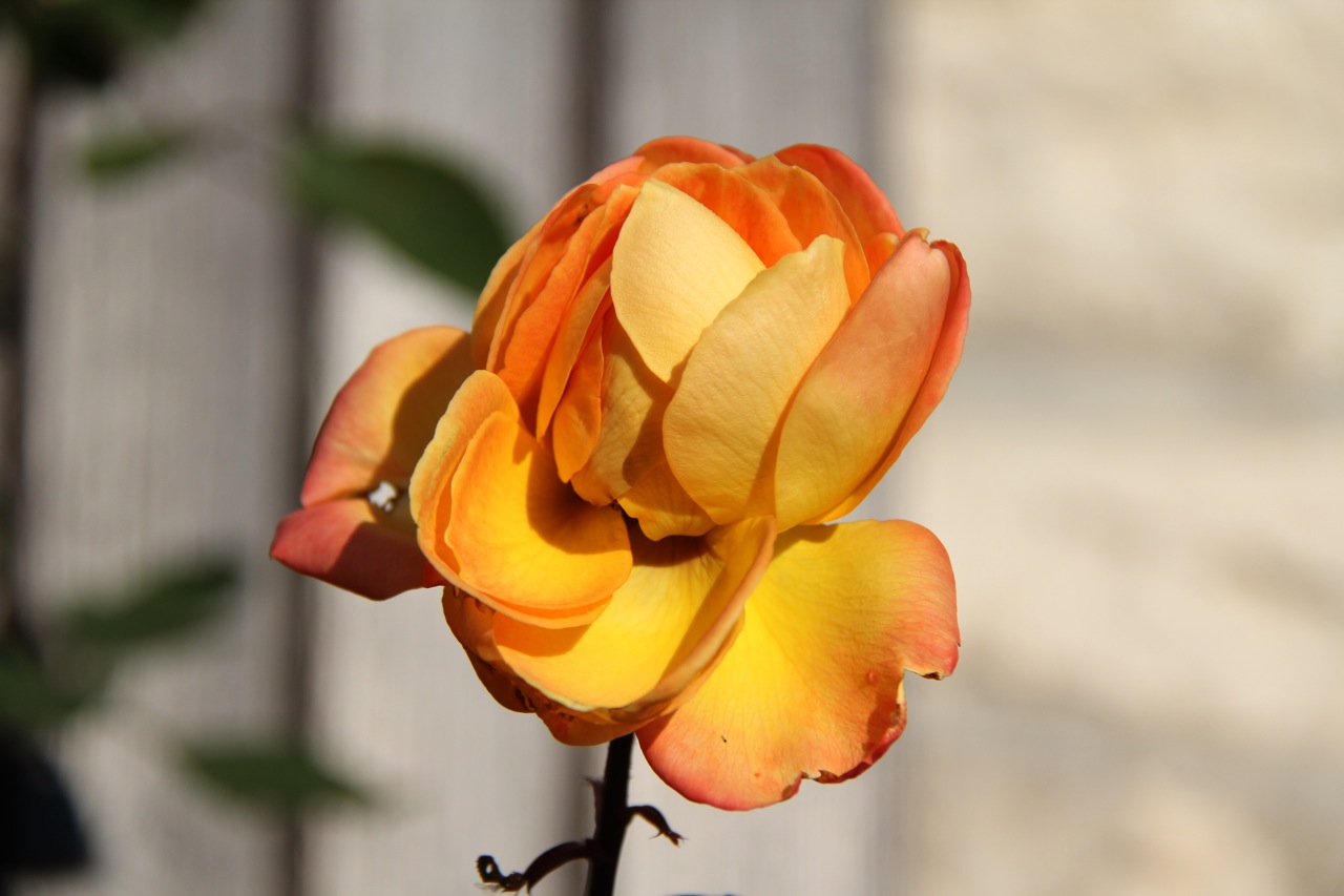 Fonds d'cran Nature Fleurs Rose de novembre