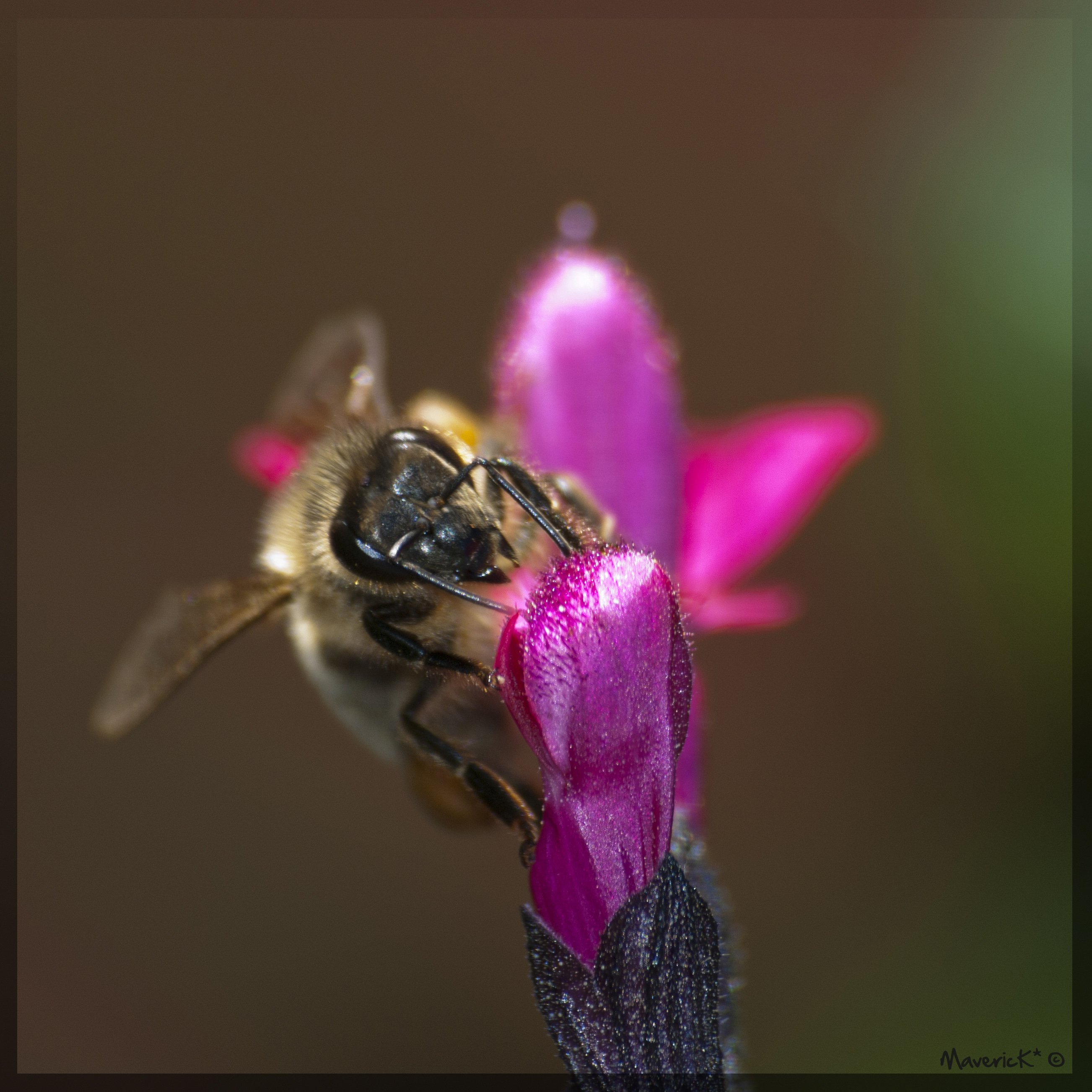 Fonds d'cran Animaux Insectes - Abeilles Gupes ... Abeille sur une Sauge