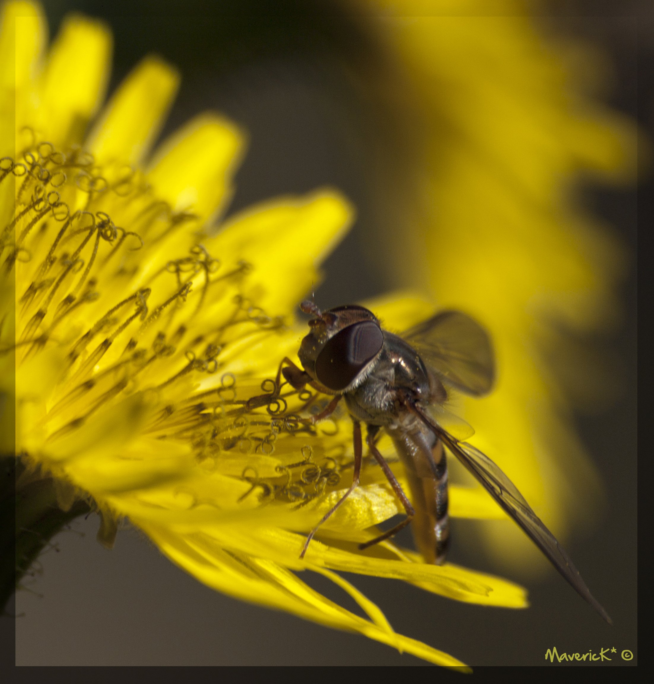 Fonds d'cran Animaux Insectes - Abeilles Gupes ... 