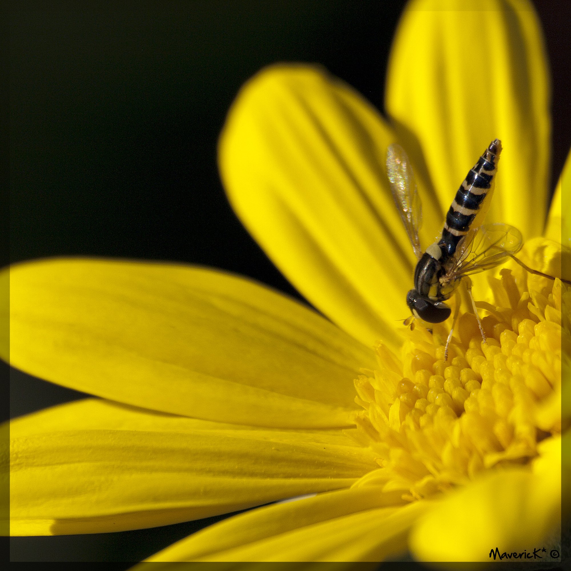 Fonds d'cran Animaux Insectes - Abeilles Gupes ... 