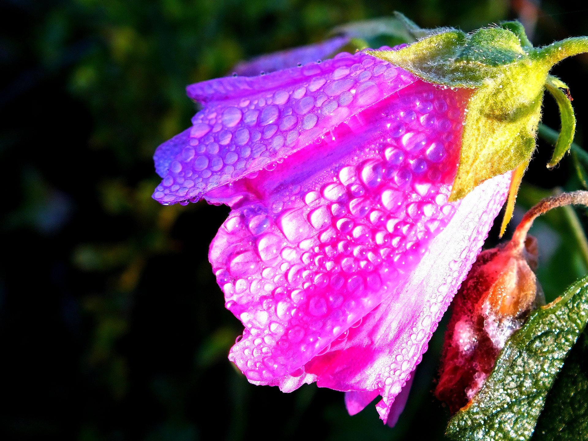 Fonds d'cran Nature Fleurs Fleurs roses