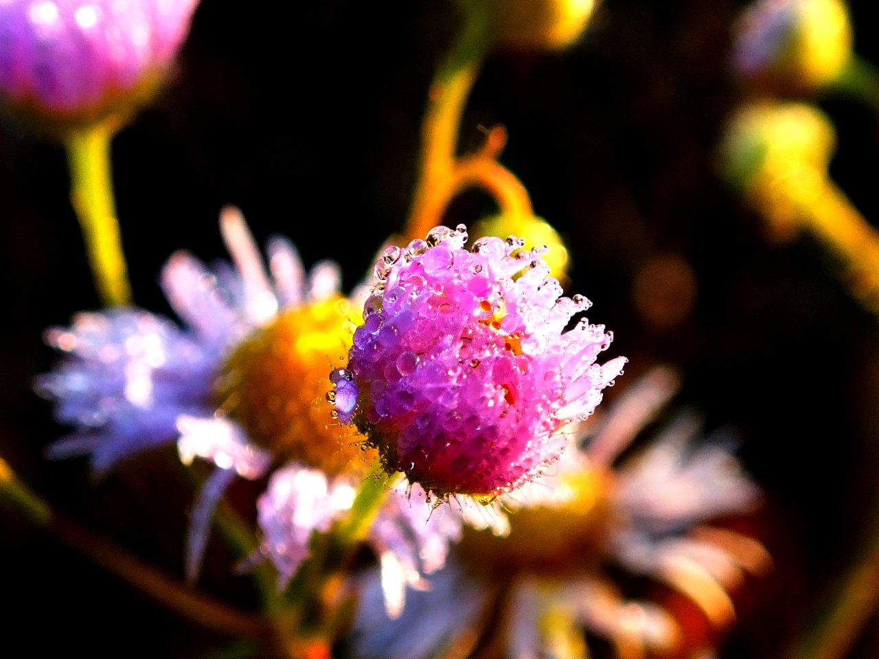 Fonds d'cran Nature Eau - Gouttes, rose Marguerites