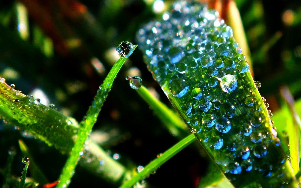 Wallpapers Nature Water - Drops Micro gouttelettes