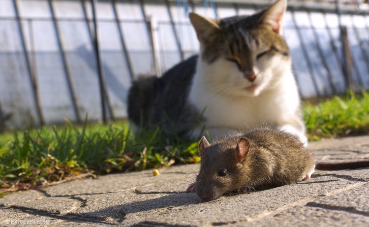 Fonds d'cran Animaux Chats - Chatons Me pas fuir!