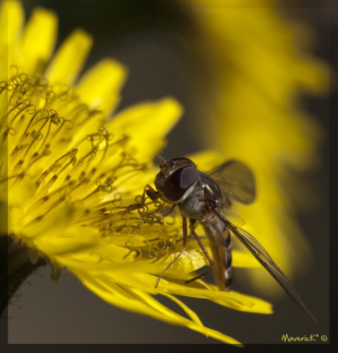 Fonds d'cran Animaux Insectes - Abeilles Gupes ... Wallpaper N288788