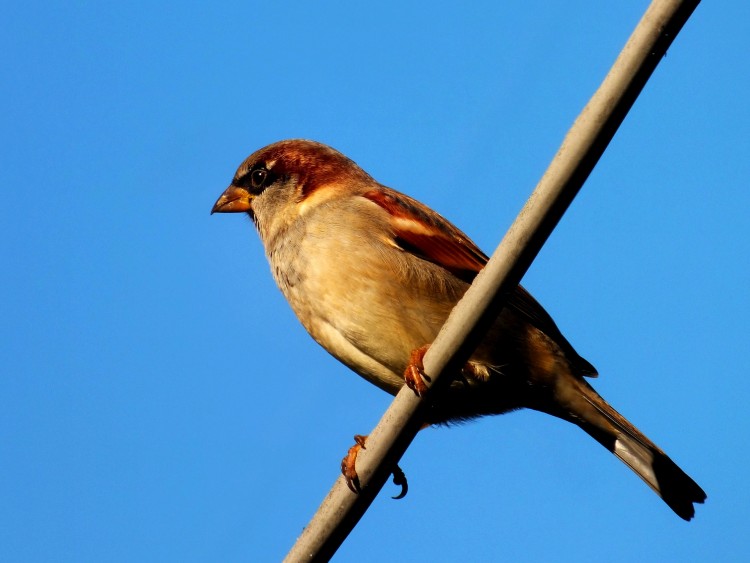 Fonds d'cran Animaux Oiseaux - Moineaux oiseaux