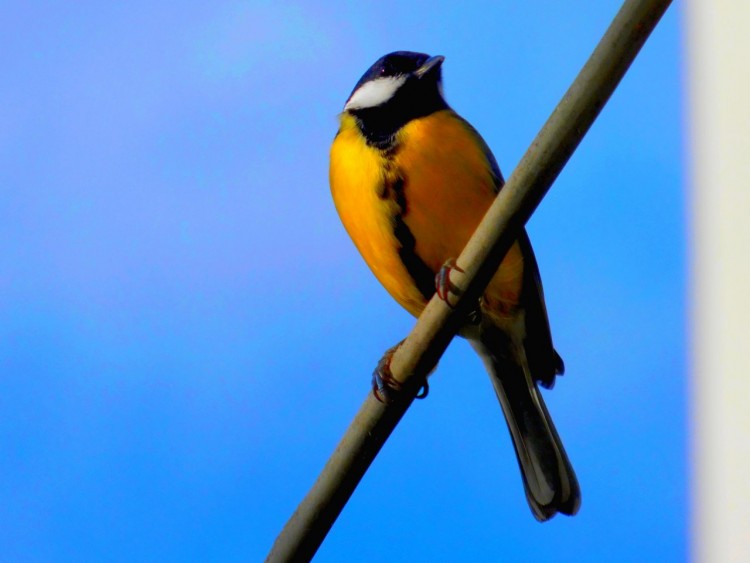 Wallpapers Animals Birds - Chickadees Msanges