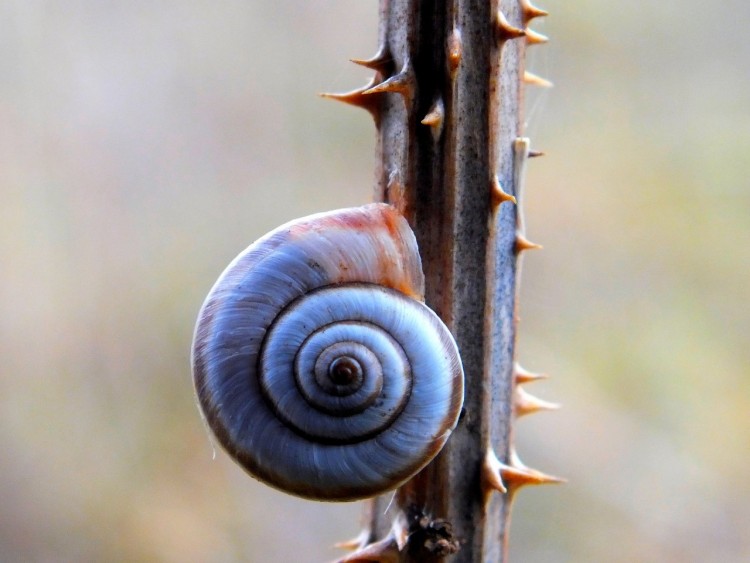 Wallpapers Animals Snails - Slugs escargots