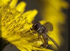 Fonds d'cran Animaux Image sans titre N288788