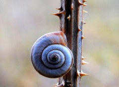 Wallpapers Animals escargots