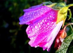 Fonds d'cran Nature Fleurs roses