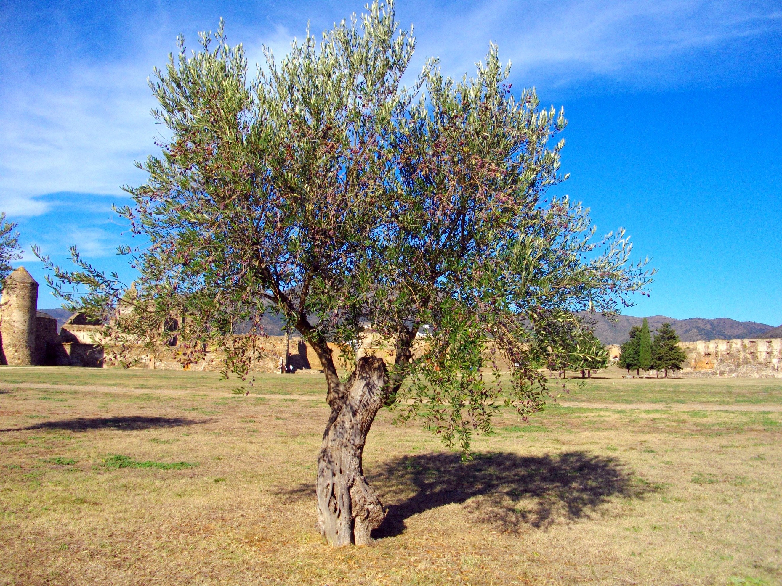 Wallpapers Nature Trees - Forests L' olivier