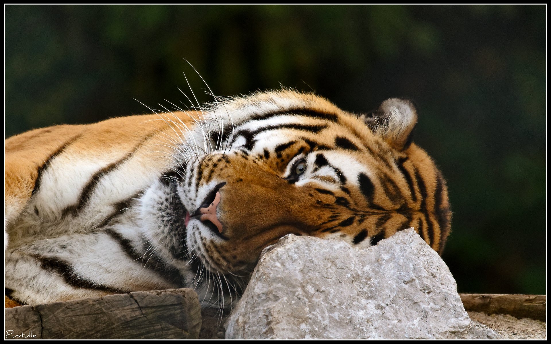 Wallpapers Animals Felines - Tigers Petite sieste.....