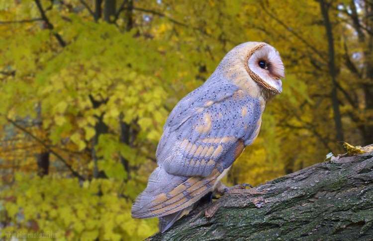 Wallpapers Animals Birds - Owls H 2.