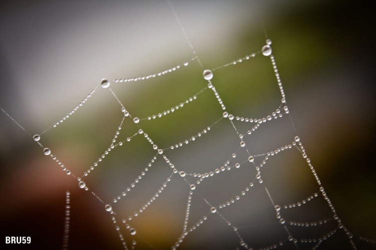 Wallpapers Animals Spiders Toile d'araigne et ses perles d'eau