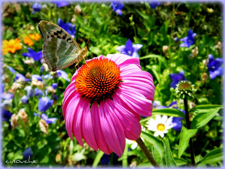 Wallpapers Animals Insects - Butterflies garden of color