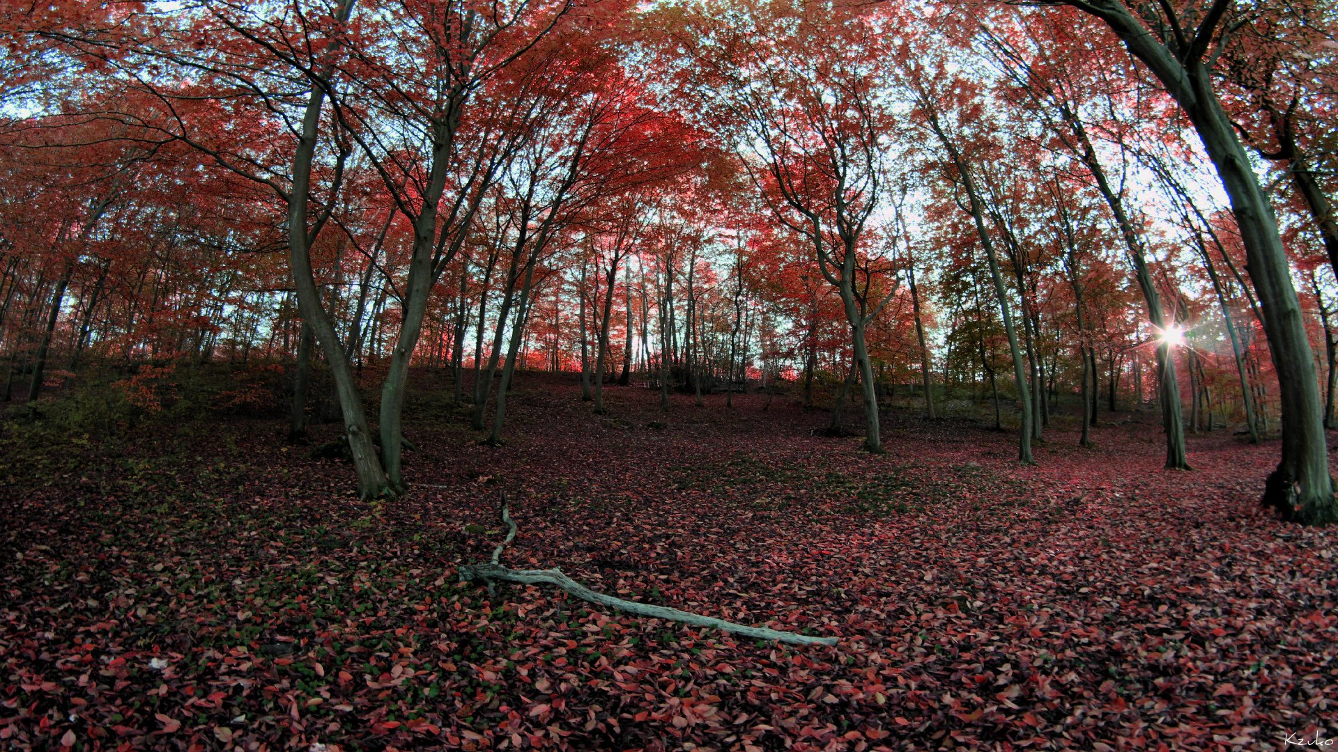 Fonds d'cran Nature Arbres - Forts 