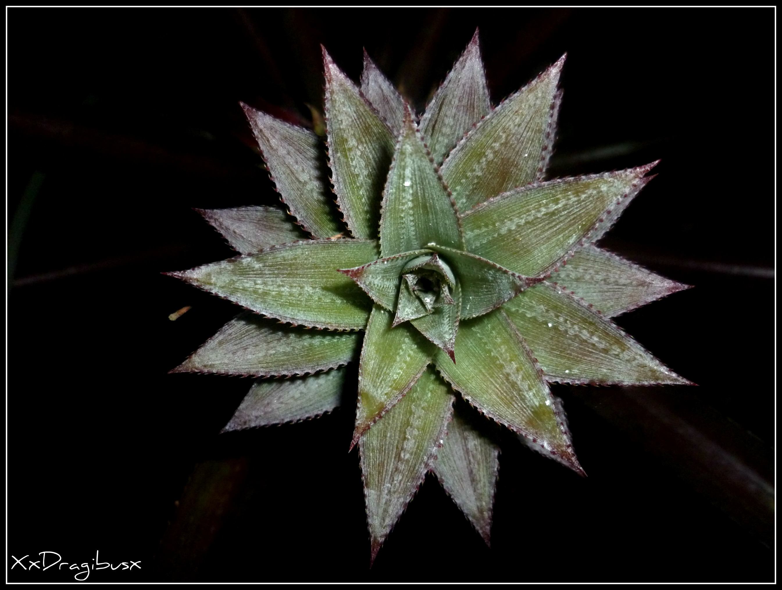 Wallpapers Nature Fruits l'ananas de la vie 