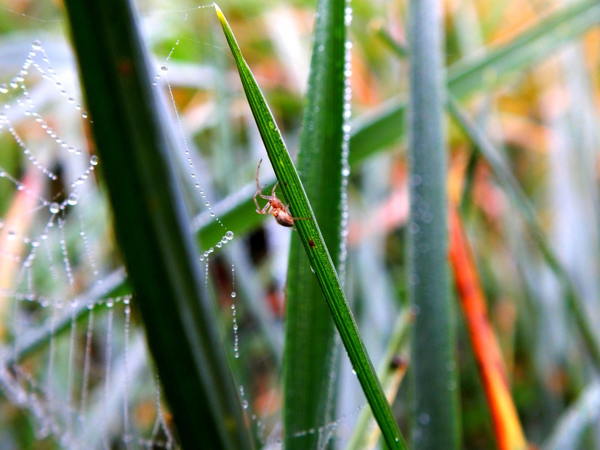 Wallpapers Animals Spiders Rserve d'eau