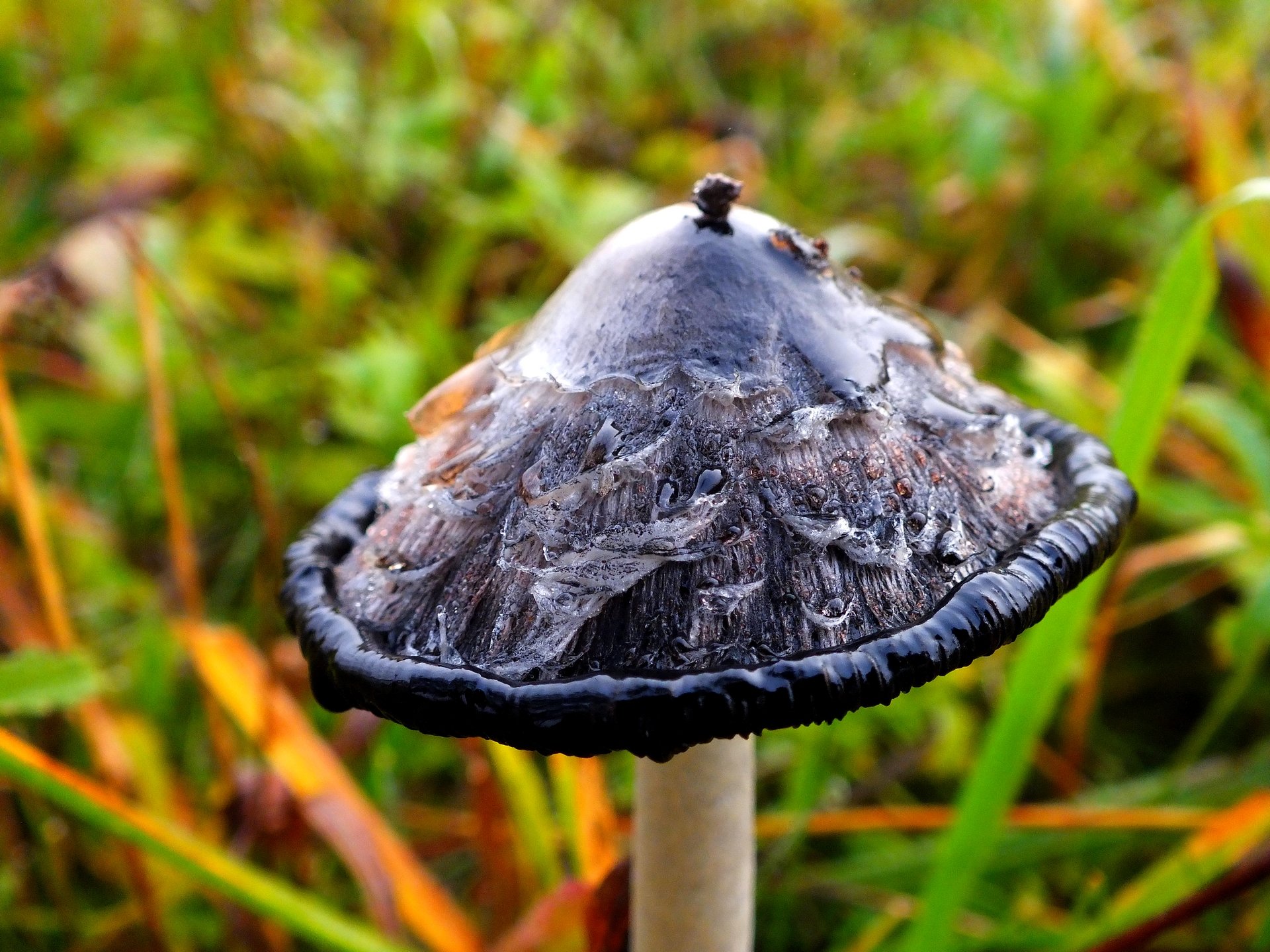 Fonds d'cran Nature Champignons Chapeau d'hiver