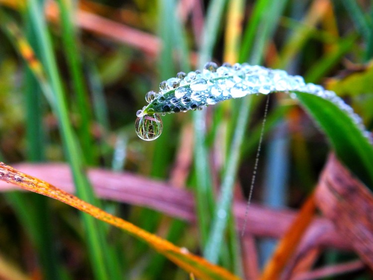 Wallpapers Nature Water - Drops Suspension naturelle.