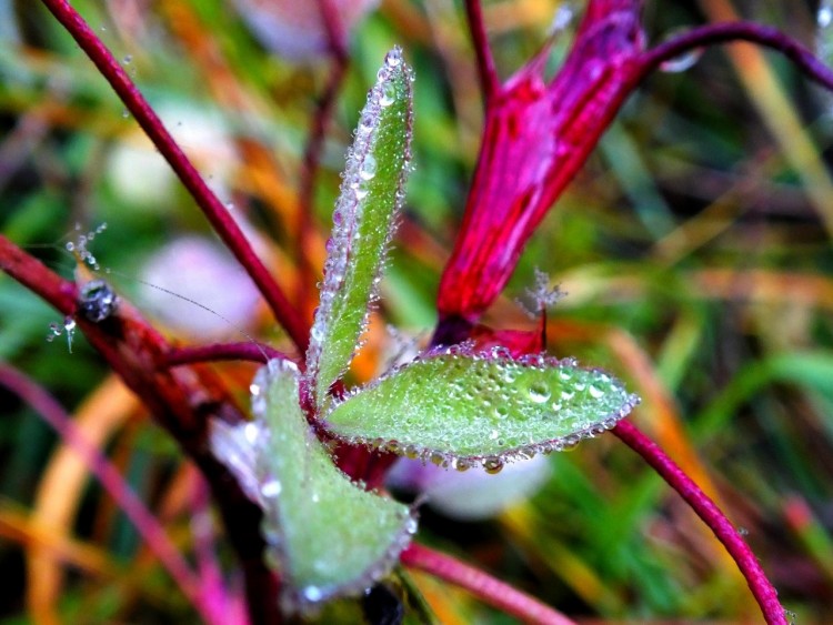 Wallpapers Nature Water - Drops Ptales de diamant