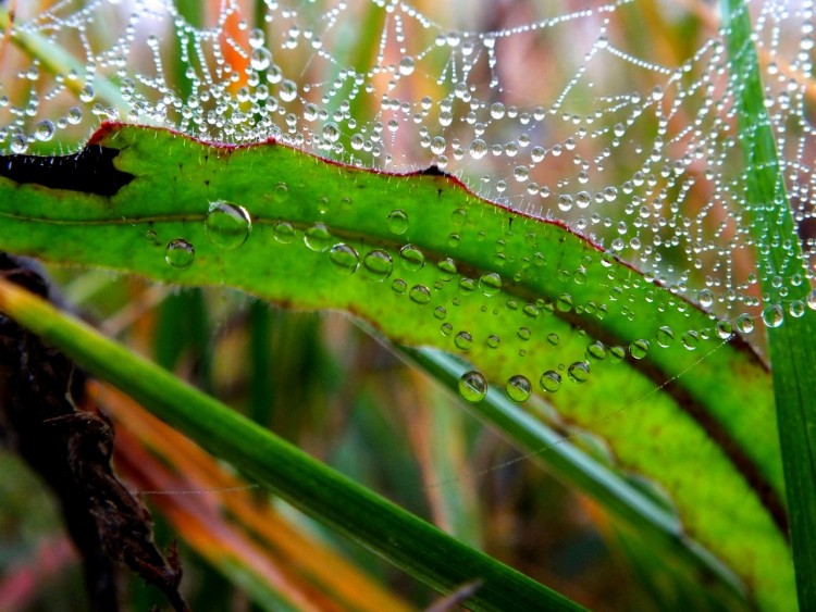 Wallpapers Nature Water - Drops Protection