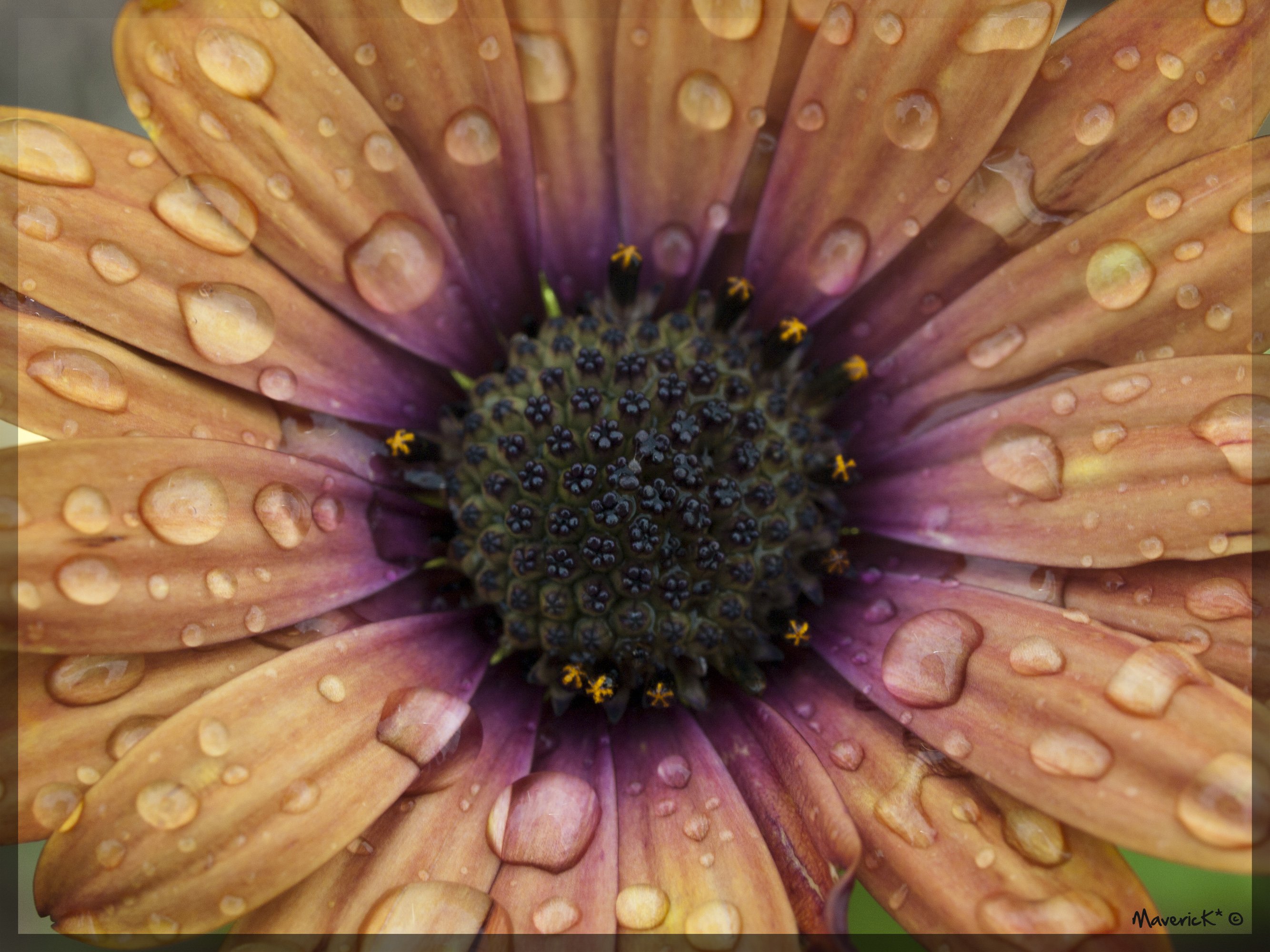 Fonds d'cran Nature Fleurs Dimorphoteca