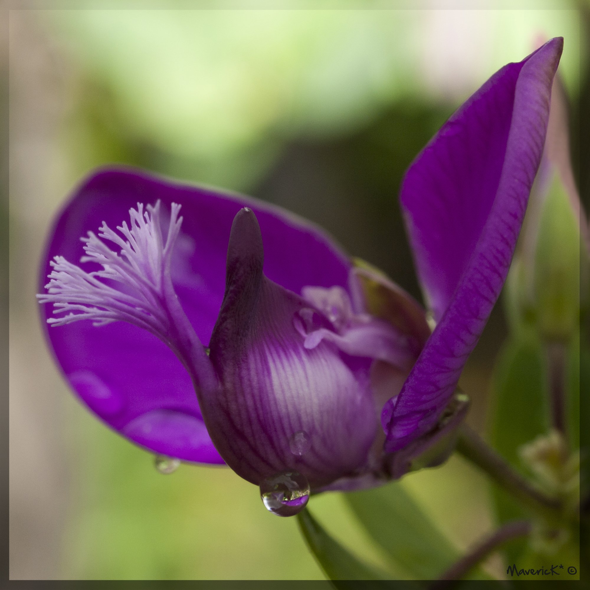 Fonds d'cran Nature Fleurs Polygala