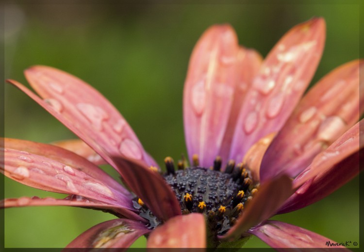 Fonds d'cran Nature Fleurs Dimorphoteca2