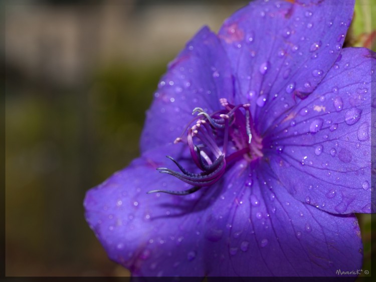 Fonds d'cran Nature Fleurs Tibouchina