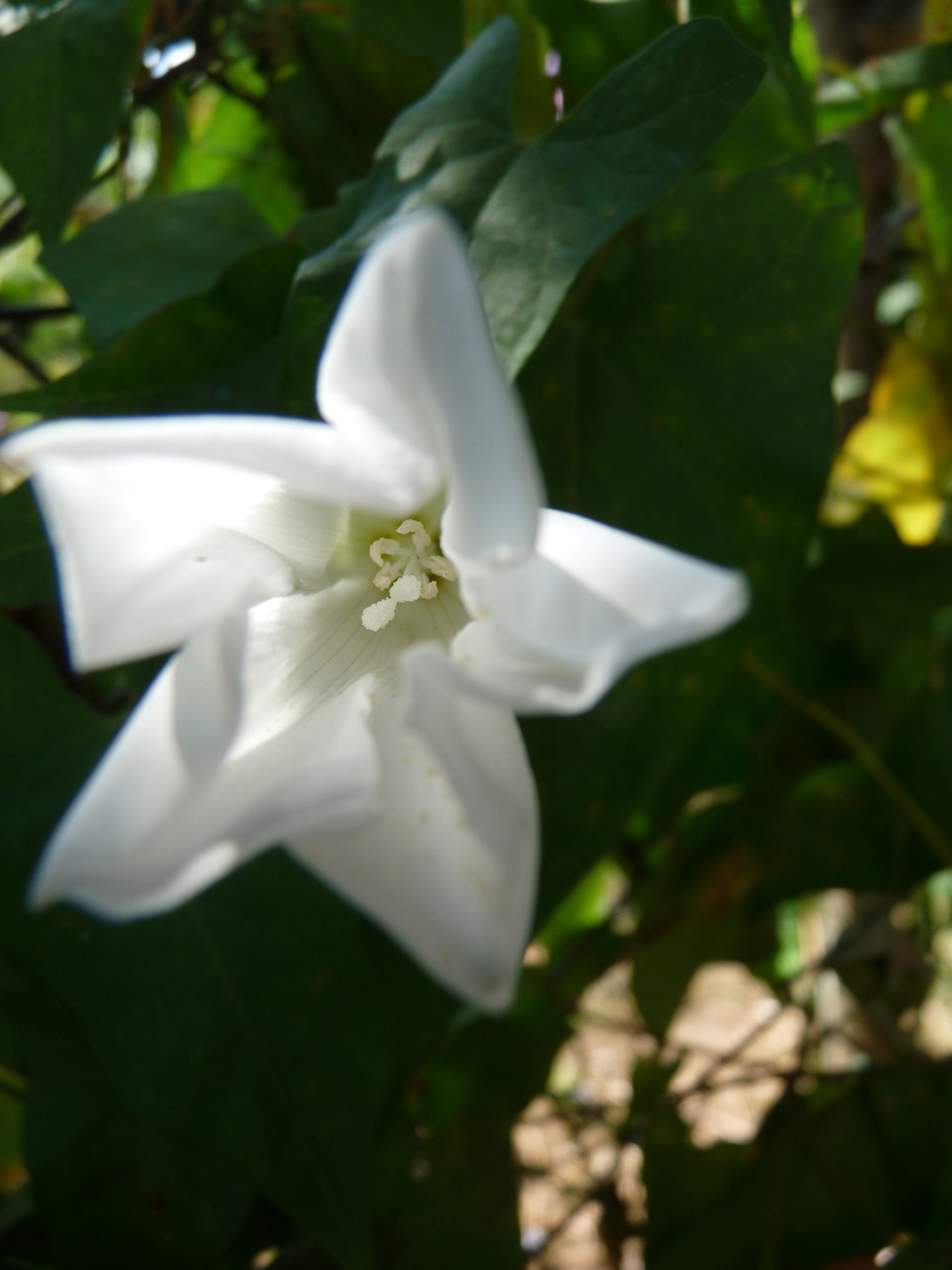 Fonds d'cran Nature Fleurs 