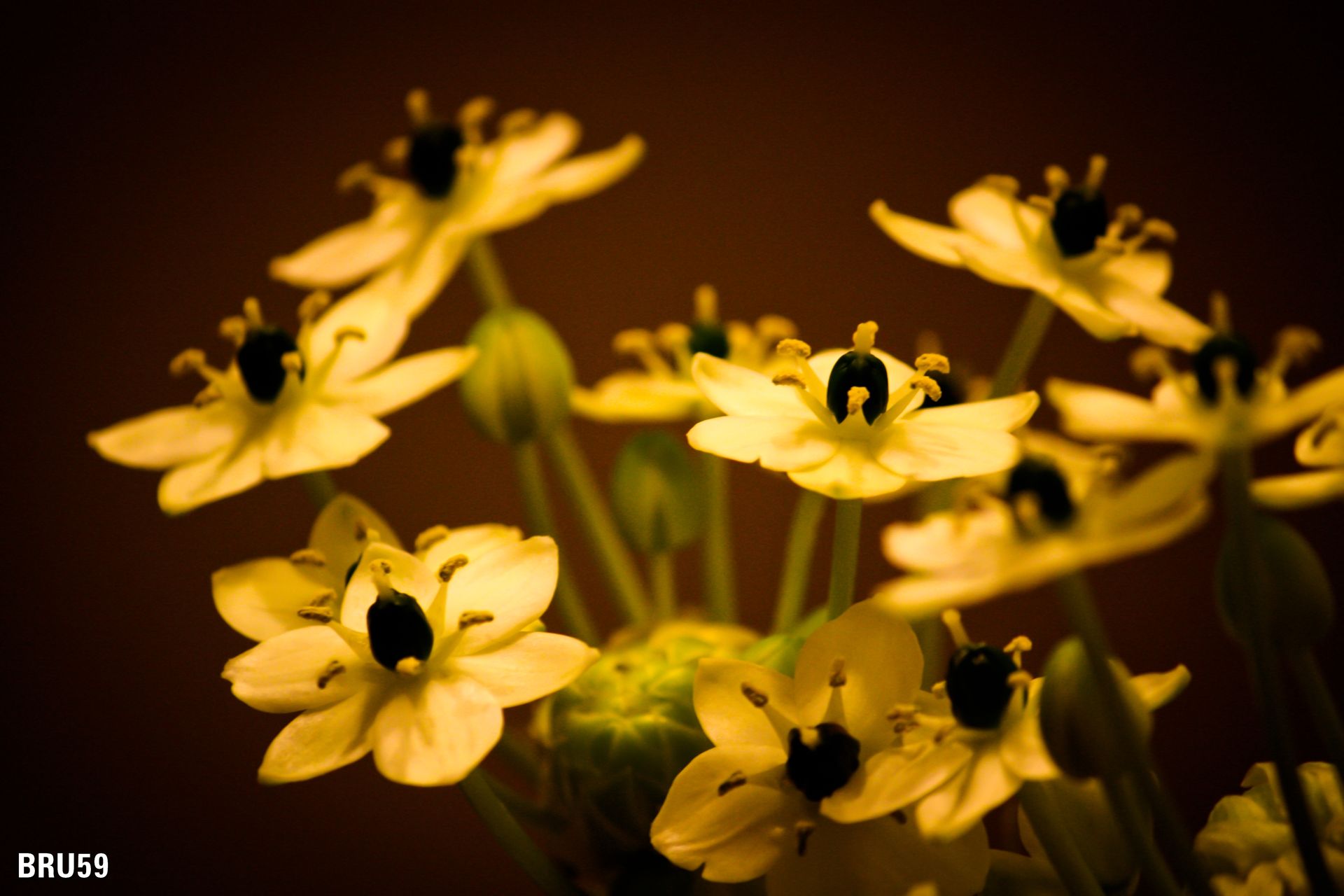 Fonds d'cran Nature Fleurs Fleurs