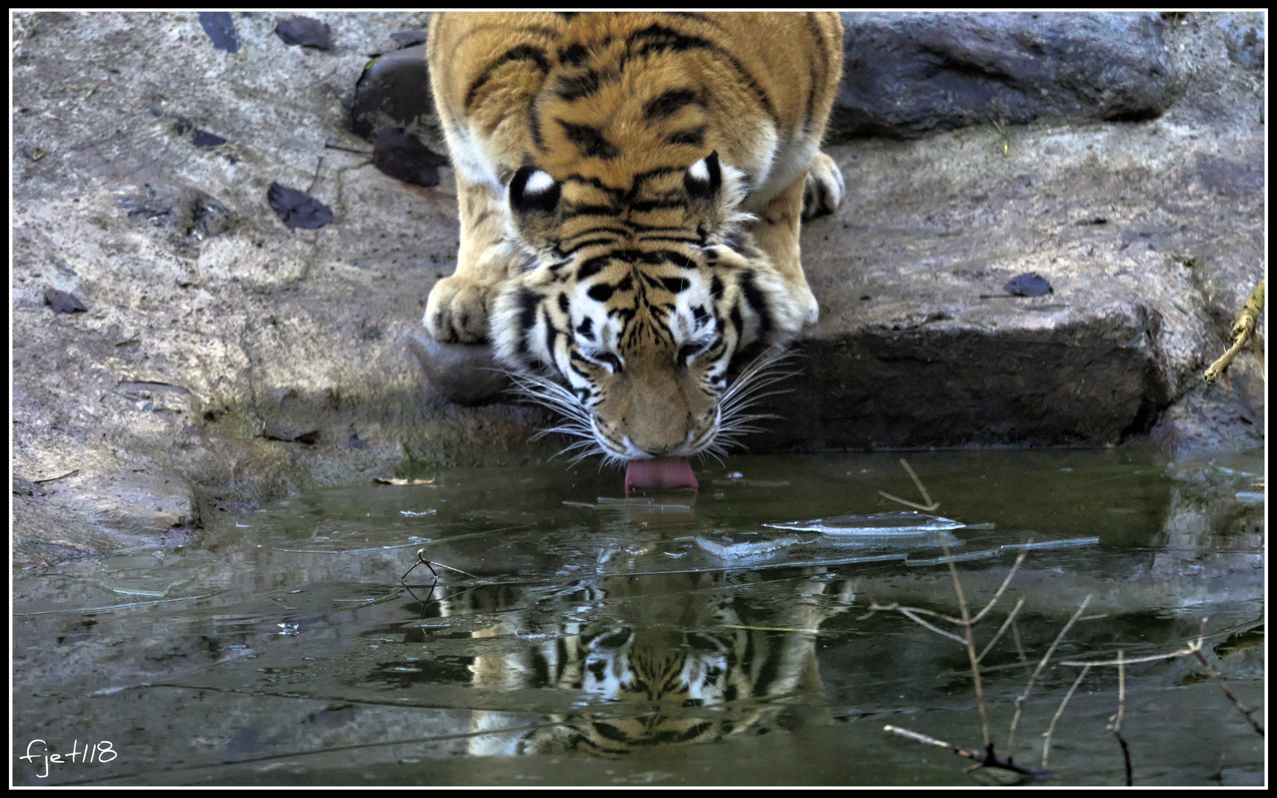 Wallpapers Animals Felines - Tigers Tigre majestueux