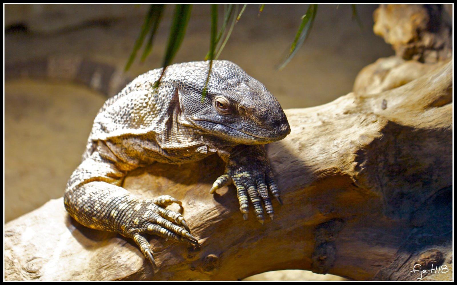 Wallpapers Animals Iguanas Iguane en pleine pause