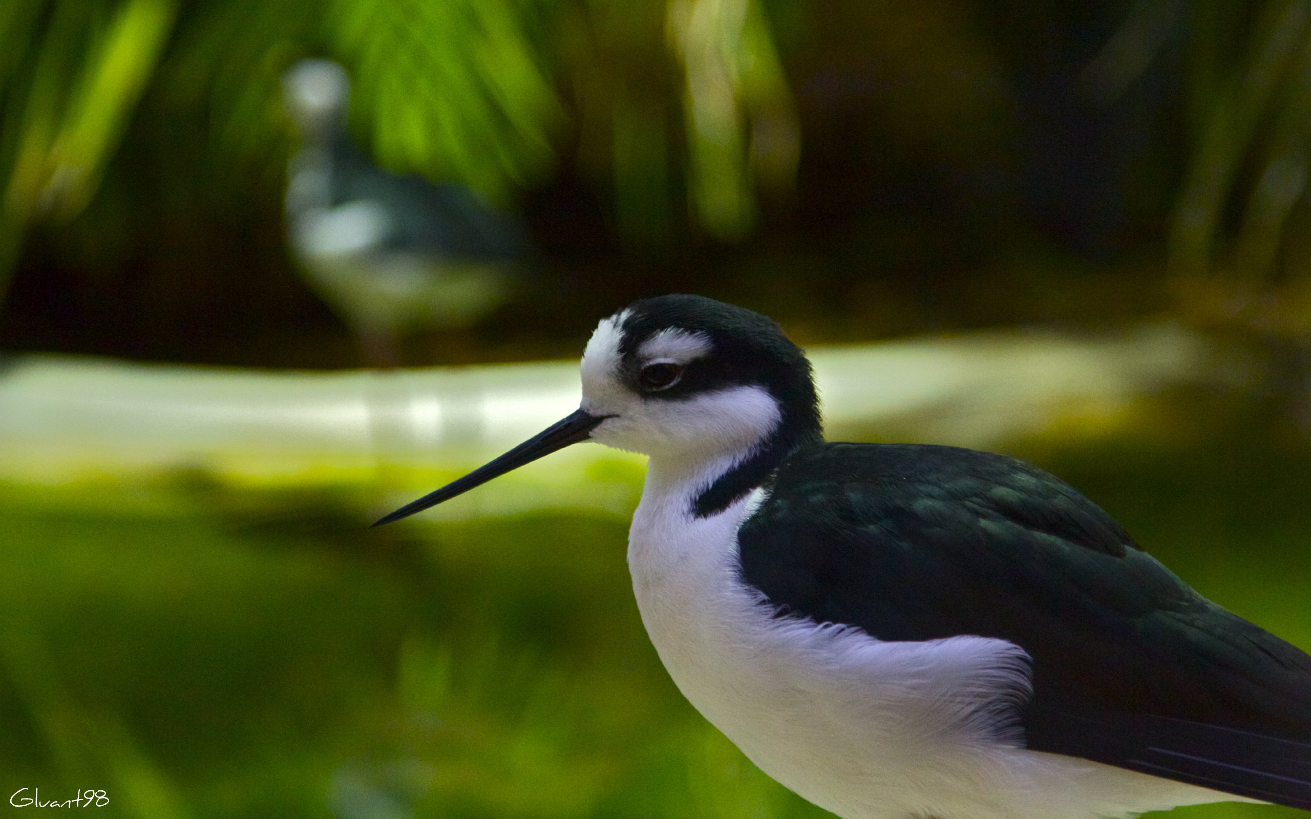 Fonds d'cran Animaux Oiseaux - Divers Calme...