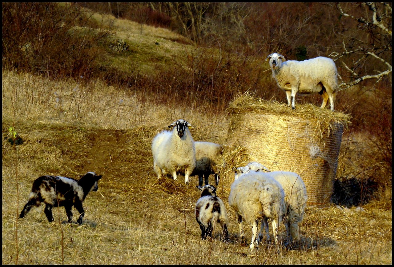 Wallpapers Animals Sheeps 